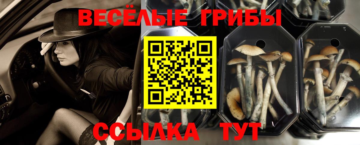 Псилоцибиновые грибы Cubensis  Вход с VPN  дарнет шоп  Карачаевск 