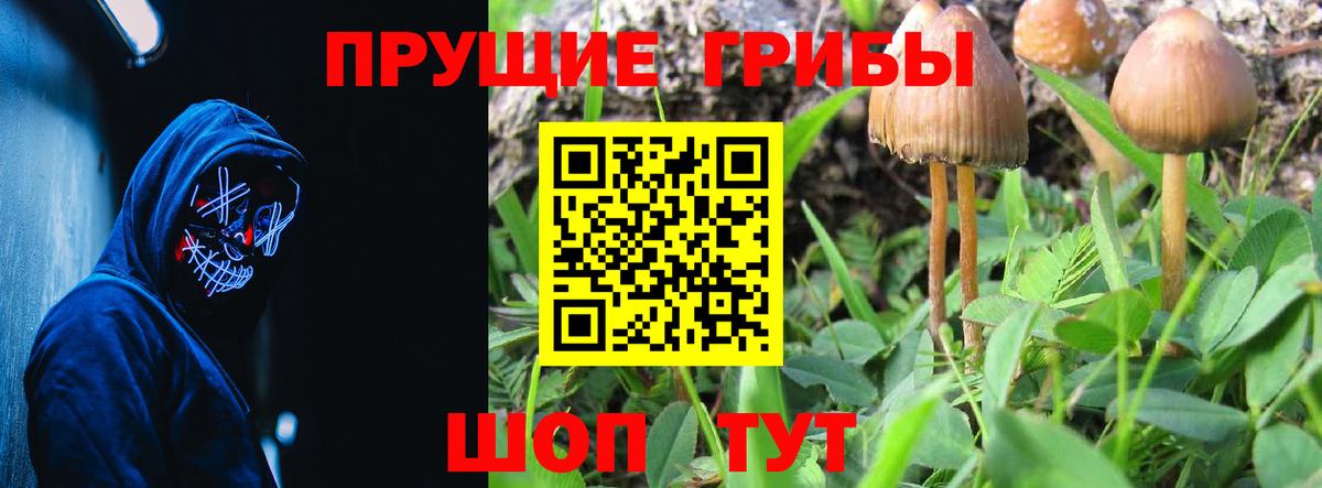 Псилоцибиновые грибы Psilocybine cubensis Карачаевск